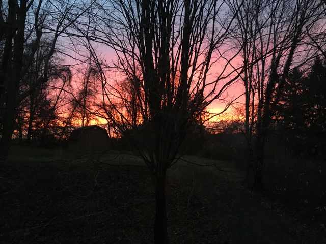 Silhouetted trees against a vivid sunset sky, offering a picturesque winter landscape. Bare branches and darkened foreground highlight the bright horizon, transitioning from red and pink to orange. Ideal for use in nature and environmental projects, seasonal advertisements, or serene landscape displays.