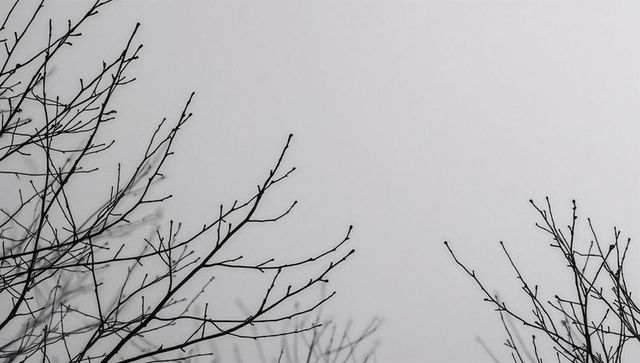 Minimalist monochrome silhouette of leafless branches reaching across pale overcast sky