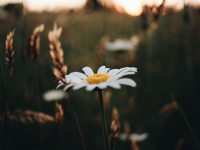 Single white daisy blooming in a grassy field during sunset, evoking a serene and peaceful atmosphere. Ideal for use in nature-related projects, calming visuals, environmental awareness promotions, or floral-themed designs. Can also be utilized for websites or blogs focusing on nature, gardening, or mindfulness.