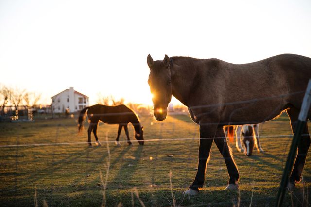 Horses Grazing in Pasture During Sunset - Download Free Stock Photos Pikwizard.com