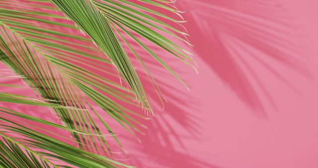 Green palm leaves and shadow on pink background with copy space. Tropical, exotic background concept digitally generated image.