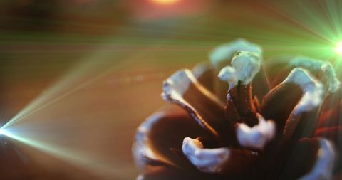 Festive Holiday Pine Cone Decor with Glowing Lights