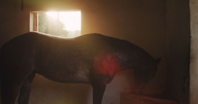 Side view of a chestnut Dressage horse standing in a stable eating, backlit by sunlight, in slow motion, lens flare