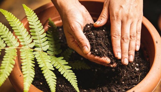 Hands pressing potting soil into terracotta planter with fern fronds closeup for indoor gardening