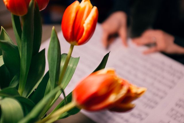 Colorful red and yellow tulips blooming with green leaves while blurred hands hold and read sheet music in the background. Ideal for promoting floral shops, spring events, musical performances, and nature themes. Can also be used for visual campaigns related to tranquility, relaxation, and artistic hobbies.