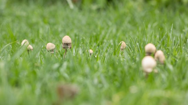 Mushrooms Emerging in Lush Green Grass - Download Free Stock Photos Pikwizard.com