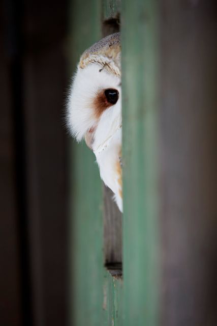 Captivating image of a barn owl cautiously peeking through a narrow opening in wooden slats. Perfect for articles on wildlife behavior, owl characteristics, nature conservation, or nocturnal animals. Can be used in educational materials, nature blogs, and ornithology studies.