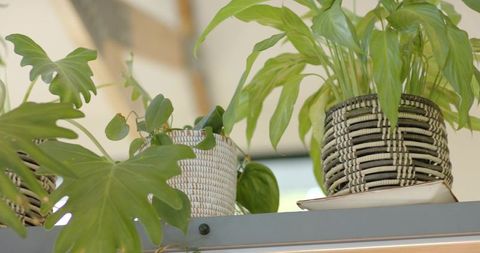 Indoor plants sitting on high shelf in woven baskets with trailing vines and green foliage