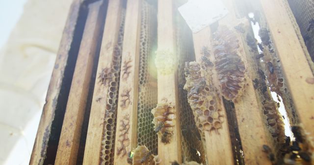 Sunlight Filtering Through Frames in Active Beehive - Download Free Stock Images Pikwizard.com