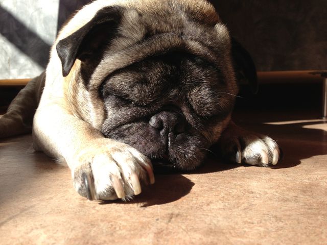 Pug is taking a nap while basking in warm sunlight. Keywords to capture the comforting pet moment might include relaxing, cozy, and cozying up. Use for pet care articles, calming visuals in vet advertisements, and to invoke feelings of peacefulness and comfort.