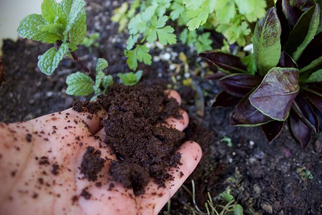 Close-up of a hand holding fresh organic soil, surrounded by green plants. Ideal for articles, blogs, and advertisements related to gardening, organic farming, sustainable agriculture, and plant care. Suitable for use in environments promoting eco-friendly gardening practices and soil health education.