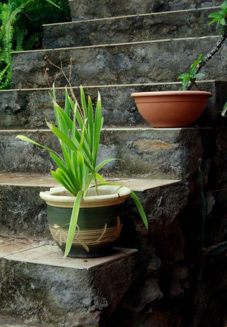 Potted plants placed on a rustic stone staircase with greenery. The steps enhance the natural aesthetic of a garden or outdoor living space. Ideal for topics related to gardening, home decor, and outdoor living.