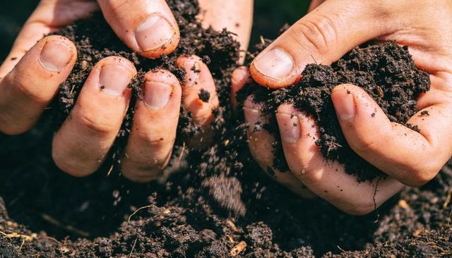 Hands holding rich compost soil showing texture and moisture for sustainable gardening