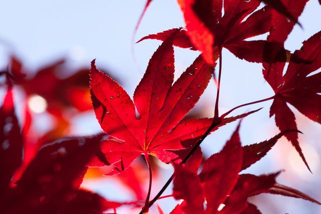 Brilliant red maple leaves illuminated by sunlight showcasing autumn's vibrant colors. Ideal for use in seasonal marketing materials, nature blogs, or advertisements highlighting outdoor beauty and fall activities.