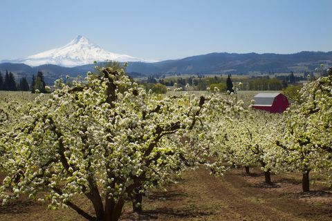 Blossoming Orchard and Snow-Capped Mountain in Spring