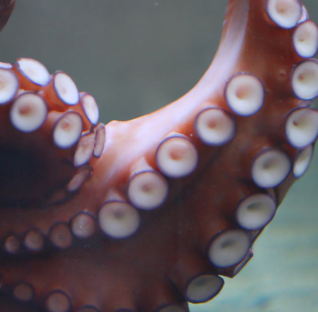 Detailed close-up of octopus tentacle showing suction cups. Suitable for illustrating marine biology concepts, articles on aquatic life, ocean ecosystem studies, or decorative usage for sea-themed content.
