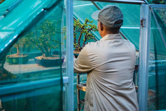 Back view of african american senior male gardener holding plant at greenhouse. specialist working at bonsai plant nursery, independent horticulture business.