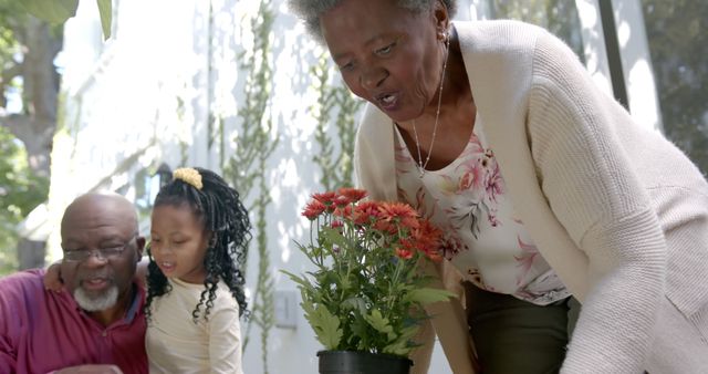 Happy african american grandparents and grandchildren planting flowers in sunny garden. Gardening, nature, family, togetherness, happiness, lifestyle and domestic life, unaltered.