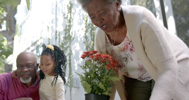 Grandparents Planting Flowers with Granddaughter in Garden - Download Free Stock Images Pikwizard.com