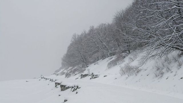 Snow-covered hillside and bare trees along windblown rural slope in winter landscape