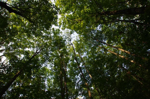 This image capturing the serene green tree canopy of a summer forest is perfect for use in environmental projects, nature-themed websites, travel blogs, and outdoor adventure promotions. The sunlight peeking through the leaves creates a calming and refreshing atmosphere ideal for campaigns promoting relaxation and eco-tourism.