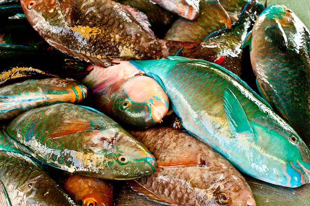 Brightly colored fish freshly caught and displayed, image can be used for articles about seafood markets, nutritional value of fish, sustainable fishing practices, marine biodiversity, or culinary topics related to seafood preparation.