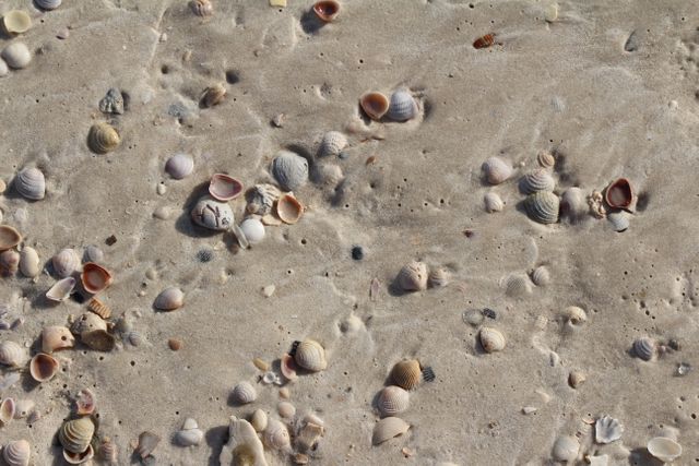 Beach marine sand seashell - Download Free Stock Photos Pikwizard.com