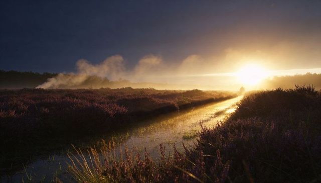 Lone figure walking along golden wet trail through purple heather moor at misty sunrise