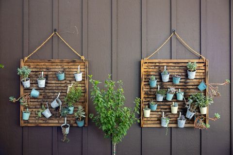 Succulent vertical garden hanging against wooden wall design