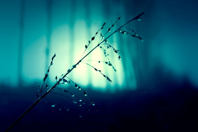 Grass blade with dew drops in early morning light creates serene and calming effect. Ideal for backgrounds, nature-themed projects, relaxation and wellness content, and wallpaper designs.