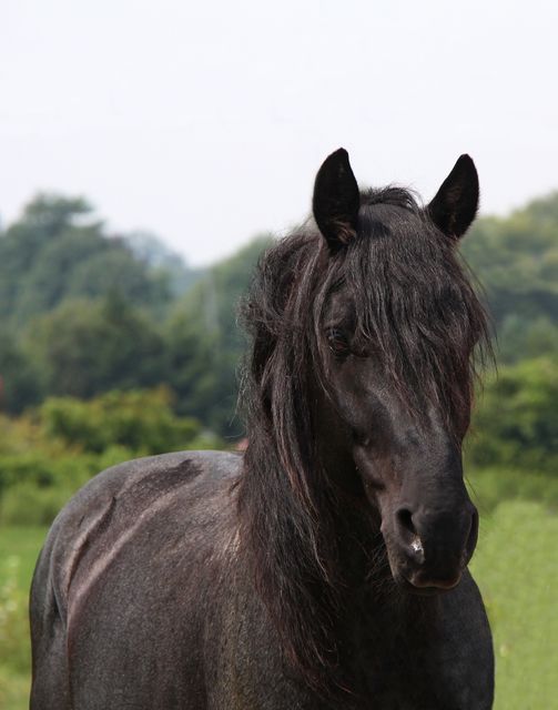 This photo captures a majestic black horse with a lush mane, standing in natural surroundings with greenery in the background. Ideal for use in animal-related content, outdoor adventure themes, equine activities, nature documentaries, and rural lifestyle promotions.