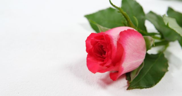 A single pink rose with a vibrant bloom lies against a white background, with copy space. Roses often symbolize love and appreciation, making this image suitable for romantic occasions or as a gesture of affection.