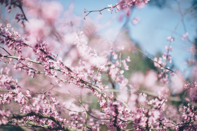 Vibrant cherry blossom tree in full bloom under clear blue sky. Ideal for spring and seasonal themes, floral displays, nature-related promotions, gardening inspirations, and outdoor relaxation imagery.