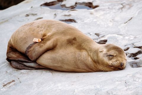 Seals sleeping peacefully on smooth rock surface