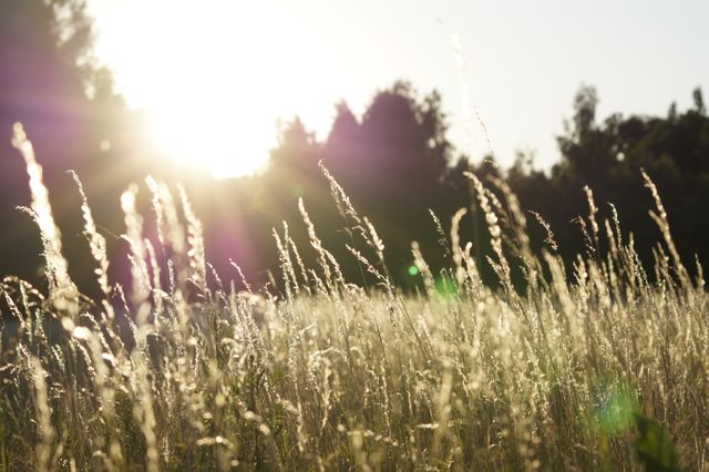 Sunlight softly diffuses through tall grasses in a serene meadow during late afternoon. Ideal for nature-themed projects, ecological campaigns, or creating calm, peaceful scenes in artwork or advertisements highlighting the beauty of the countryside.