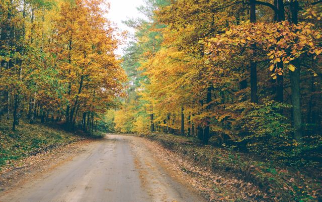 Quiet Forest Road with Colorful Autumn Foliage - Download Free Stock Photos Pikwizard.com