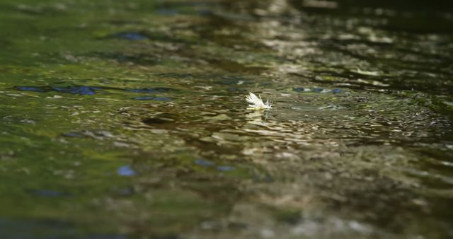 Leaf Floating on Gentle River Surface - Download Free Stock Images Pikwizard.com