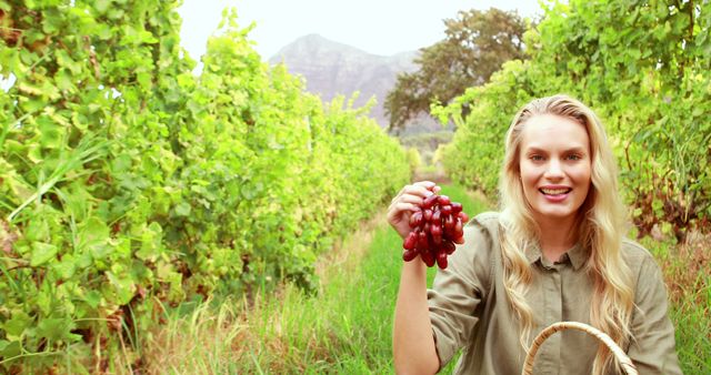 Woman holding a bunch of red grapes while smiling among green leafy grapevines. The image represents agriculture and the grape harvesting process. Ideal for themes involving farming, organic produce, rural livelihood, agritourism, and outdoor activities.