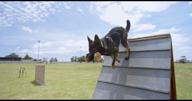 A German Shepherd is actively descending an A-frame obstacle during a dog agility training session, showcasing its training and athleticism. Agility training enhances a dog's physical fitness, obedience, and strengthens the bond between the dog and its handler.