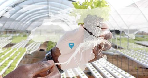 Technician examining lettuce roots in greenhouse with map overlay