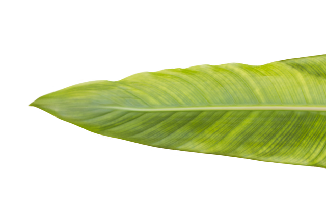 Transparent Banana Leaf PNG, Isolated Green Bliss - Download Free Stock Videos Pikwizard.com