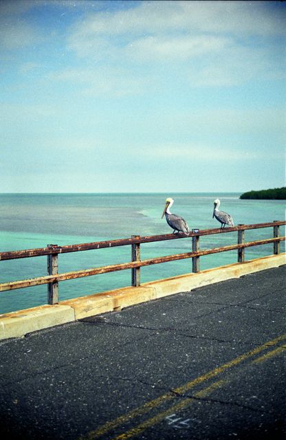 Two pelicans perched on an aged dock overlooking a calm ocean. Could be used for travel brochures, inspirational posters, articles on marine life, and nature-themed websites.