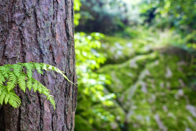 Close-up of tree trunk showcasing green fern growing along its bark in a vibrant, lush forest. Blurry background of moss and dense foliage adds depth and tranquility to the scene, making it ideal for nature-related uses such as environmental conservation presentations, wallpapers, and relaxation-focused content.