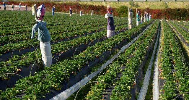 Farmworkers harvest strawberries in a vast field, with copy space. Outdoor labor is essential in agriculture, ensuring fresh produce reaches markets.