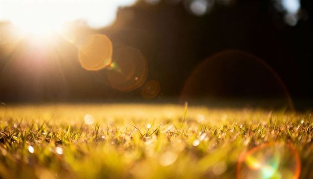 Glowing dew on lawn at ground level catching golden sunlight with lens flare and bokeh