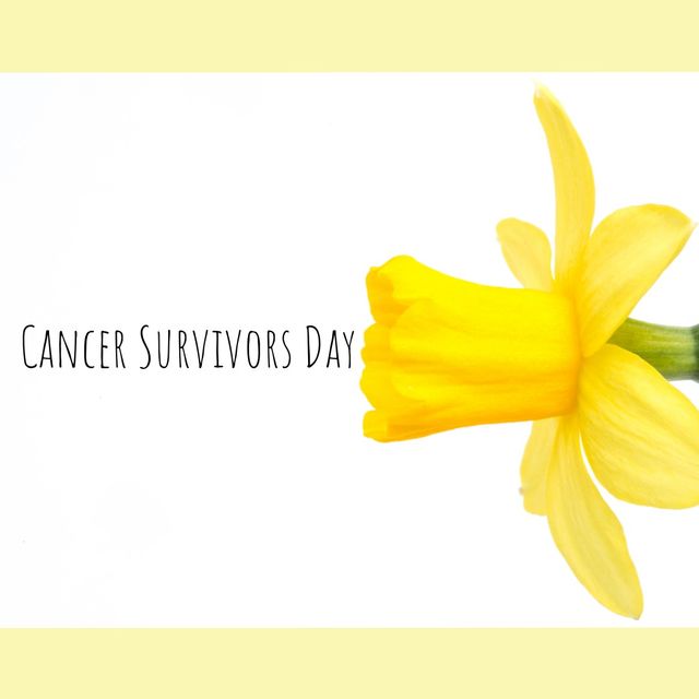 Text 'Cancer Survivors Day' accompanying a bright yellow daffodil against a clean white background. Perfect for cancer awareness and support campaigns, motivational materials for survivors and their families, social media posts acknowledging the strength and courage of individuals who have faced cancer, and promotional content for events or organizations dedicated to cancer support.