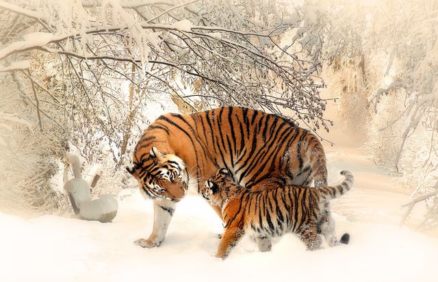 Mother tiger and her cub playing in a picturesque snowy forest. The majestic stripes of the tigers contrast beautifully with the white snow, emphasizing the bond between mother and cub. Perfect for wildlife conservation themes, parenting and nature-focused articles, and promotions about winter destinations or animal-related content.