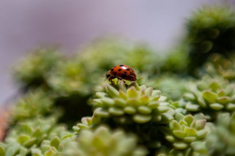 Ladybug on Green Succulent Showing Natural Beauty