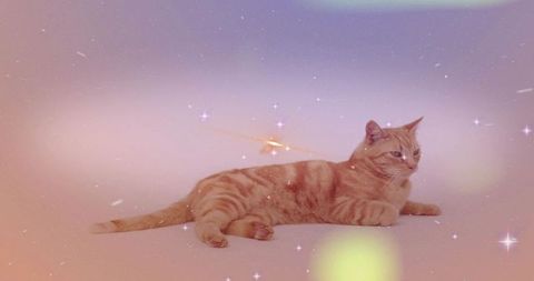 Orange tabby cat lying and stretching on pastel gradient backdrop with starry bokeh