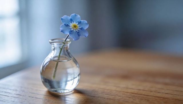 Single blue forget-me-not sitting in glass bud vase on wooden table with soft bokeh